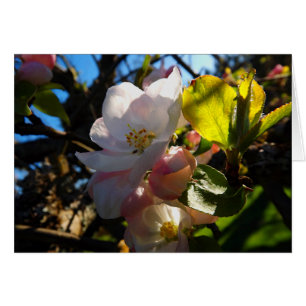 Floraciones de ruborización