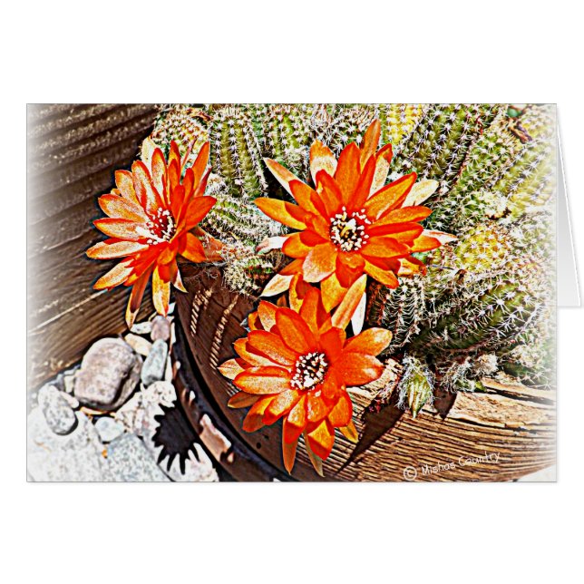 Floraciones del cactus de la cuerda (Anverso (Horizontal))