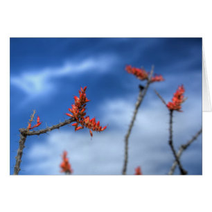 Floraciones del Ocotillo