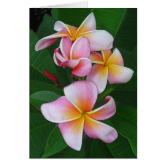 Floraciones del Plumeria