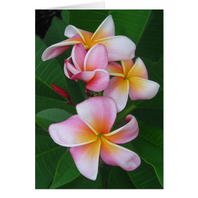 Floraciones del Plumeria (Frente)