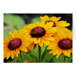 Floraciones del Rudbeckia