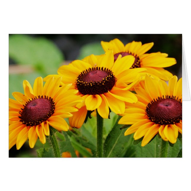 Floraciones del Rudbeckia (Anverso (Horizontal))