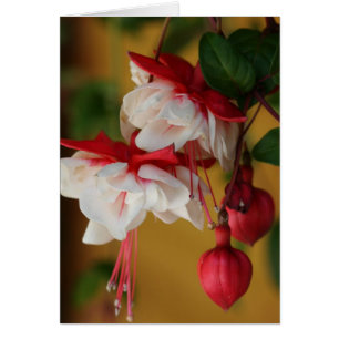 ¡Floraciones fucsias!