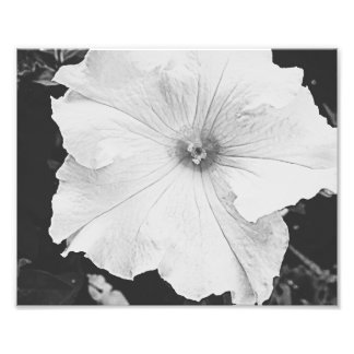 Floral blanca 10x8 Foto