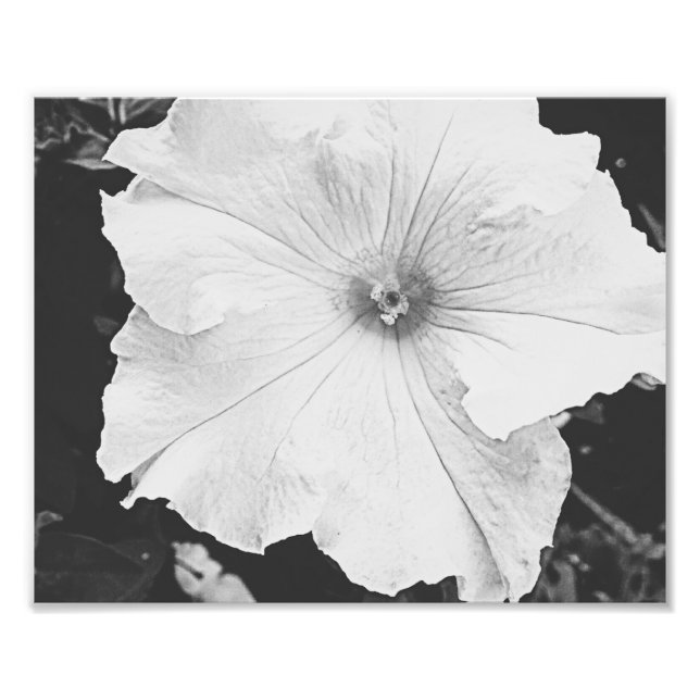 Floral blanca 10x8 Foto (Frente)