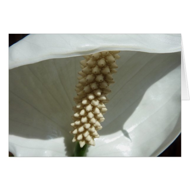 Floral blanca elegante de Lily de la Paz (Anverso (Horizontal))