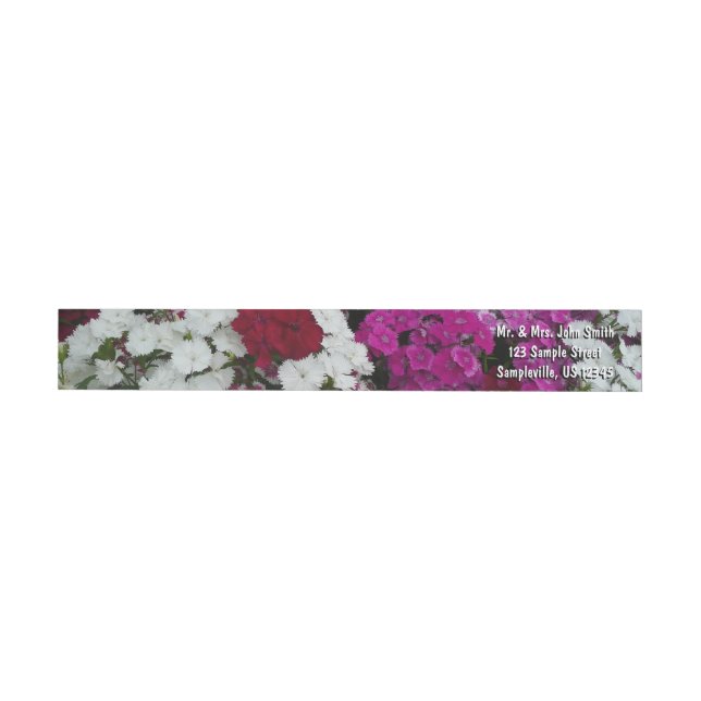 Floral blanca, rosa y roja de Dianthus (Individual)