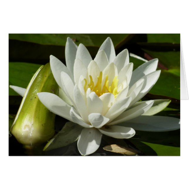 Floral blanca y azul (Anverso (Horizontal))
