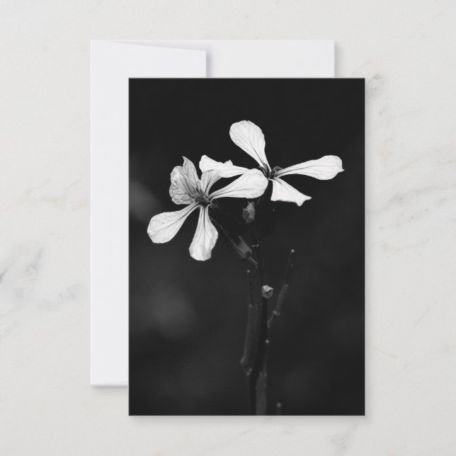 floral blanca y negra mínima (Anverso)
