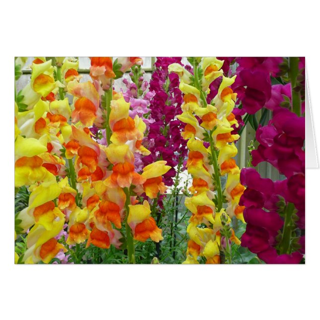 Floral colorida de Snapdragons (Anverso (Horizontal))