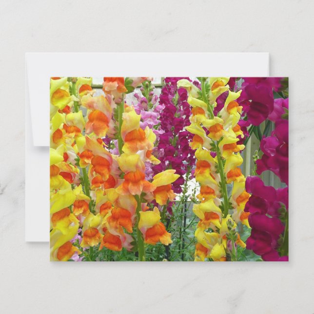 Floral colorida de Snapdragons (Anverso)