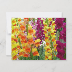 Floral colorida de Snapdragons