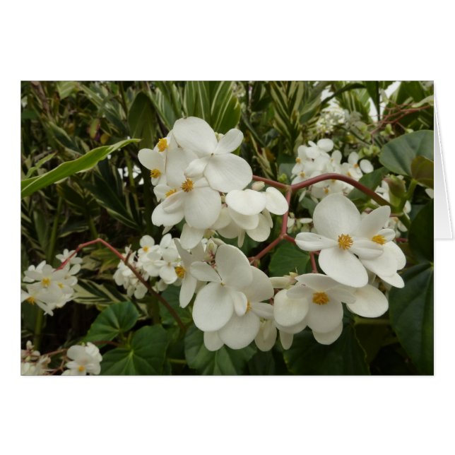 Floral de Begonia blanca tropical (Anverso (Horizontal))