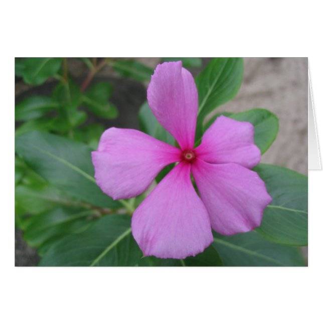 Floral de Fiyi (Anverso (Horizontal))