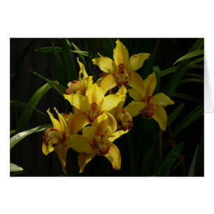 Floral de orquídeas amarillas soleadas