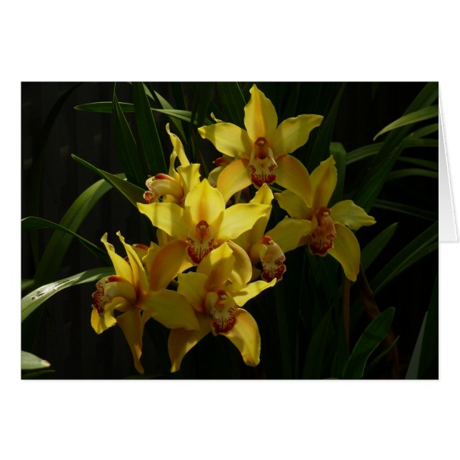 Floral de orquídeas amarillas soleadas (Anverso (Horizontal))