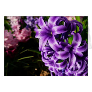 Floral de primavera azul Hyacinin II