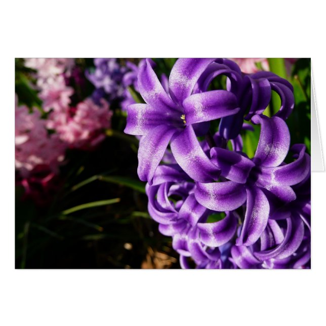Floral de primavera azul Hyacinin II (Anverso (Horizontal))