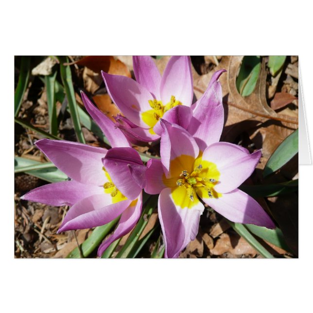 Floral de primavera de cruces rosas (Anverso (Horizontal))