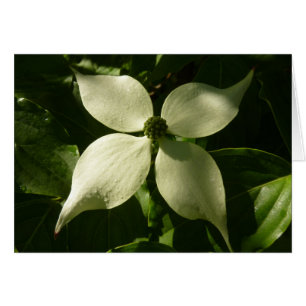 Floral de primavera de Dogwood Blossom iluminada p