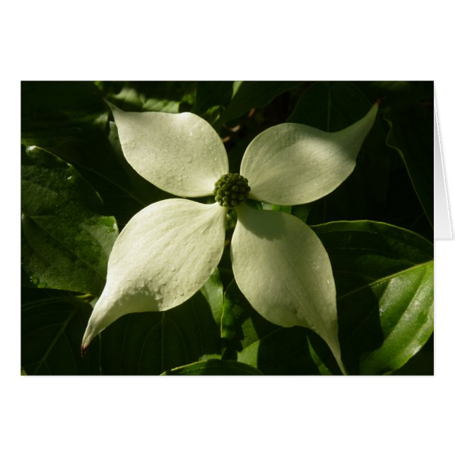 Floral de primavera de Dogwood Blossom iluminada p (Anverso (Horizontal))