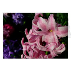 Floral de primavera de Hyacint rosado