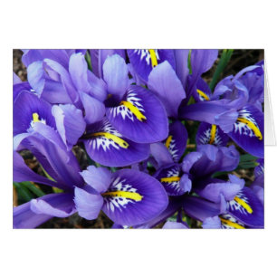 Floral de primavera de irlandeses azules en miniat