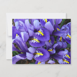 Floral de primavera de irlandeses azules en miniat