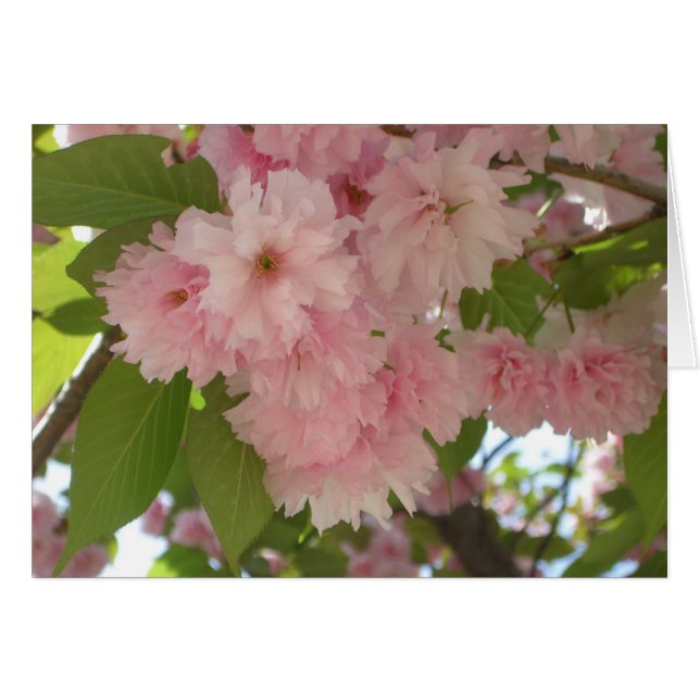 Floral de primavera del árbol de cerezo II con dob (Anverso (Horizontal))