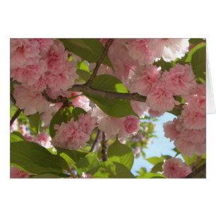 Floral de primavera del árbol de cerezo III con do