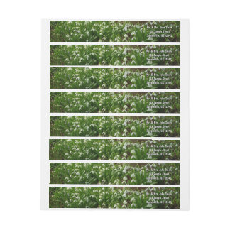 Floral de primavera (Galanthus)