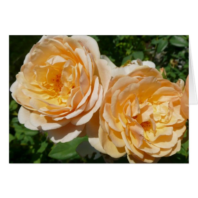 Floral de Trío de Rosas de Peach (Anverso (Horizontal))
