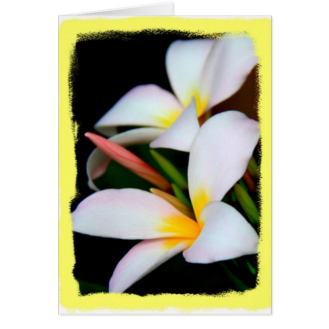 Floral, floración del Plumeria en negro con la (Frente)
