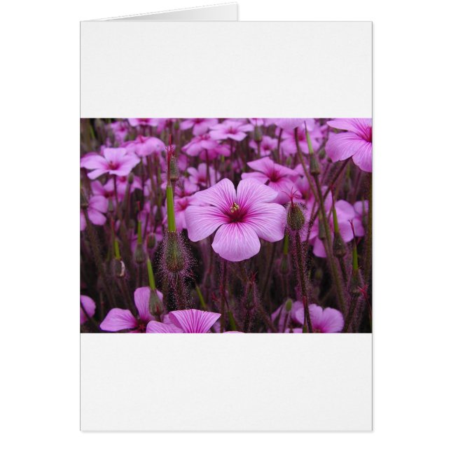 Floral hermoso (Frente)