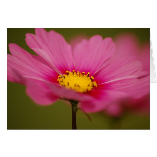 Floral rosa delgada (Anverso (Horizontal))