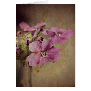 Floral rosado delicado de la verbena