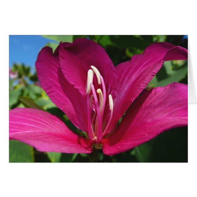 Floral tropical (Anverso (Horizontal))