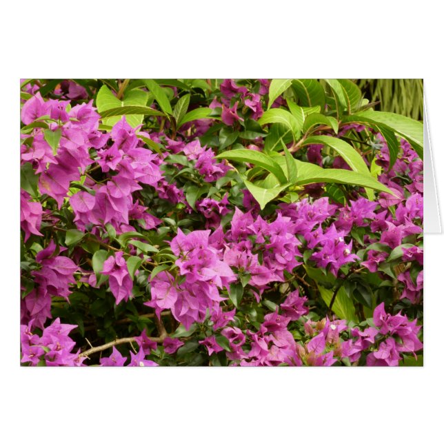 Floral Tropical Morada Bougainvillea (Anverso (Horizontal))
