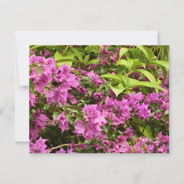 Floral Tropical Morada Bougainvillea (Anverso)