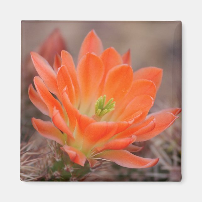 florecer en imán naranja (Frente)