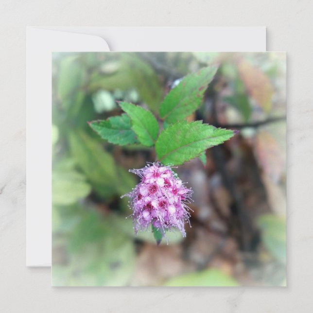 Florecer en otoño (Anverso)