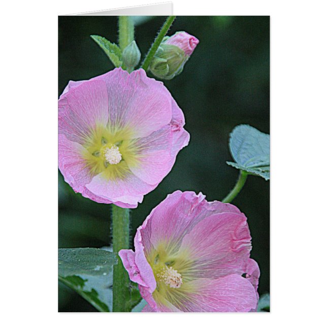 Florecer juntos Las Flores De Hollyhock Rosa (Frente)