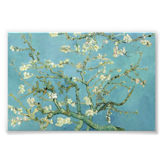 Florecimiento de almendras por fotos del Bella Art