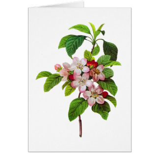 Florecimiento de Apple rosa por Pierre Joseph Redo