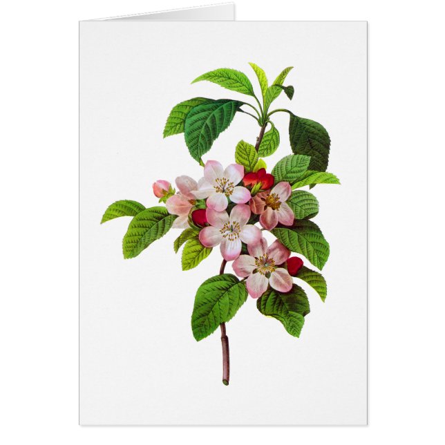 Florecimiento de Apple rosa por Pierre Joseph Redo (Frente)