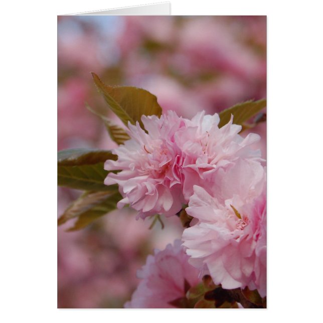 Florecimiento de cerezo de primavera (Frente)