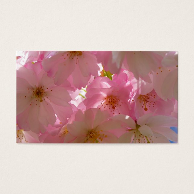 Florecimiento de cerezo japonés (Frente)
