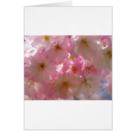 Florecimiento de cerezo japonés