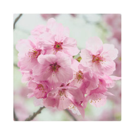 Florecimiento de cerezo japonés, impresión Metaliz
